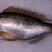 Goldband Snapper - Photo (c) 魚類生態進化研究室, some rights reserved (CC BY-NC)