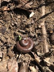 Narceus americanus