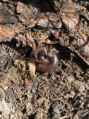 Narceus americanus