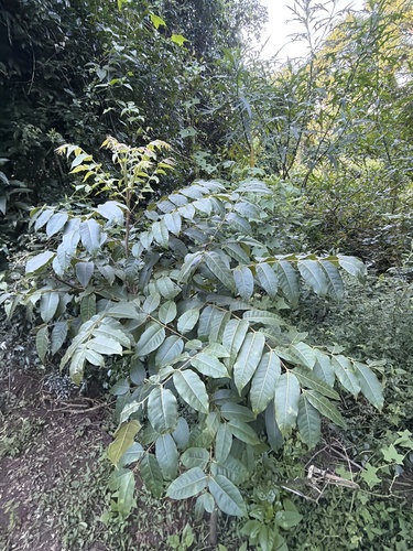 Toona ciliata, photograph 5