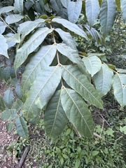 Toona ciliata, photograph Martin Hannan-Jones, CC BY, iNaturalist via GBIF