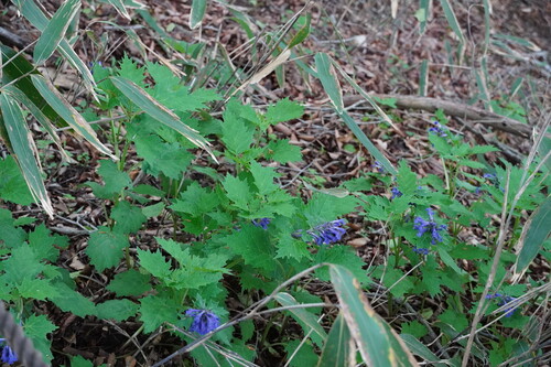Ajuga incisa iNat (3)