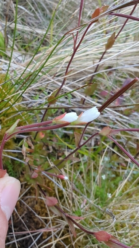 Epilobium chlorifolium (Epilobium chlorifolium)