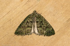 Austrocidaria callichlora