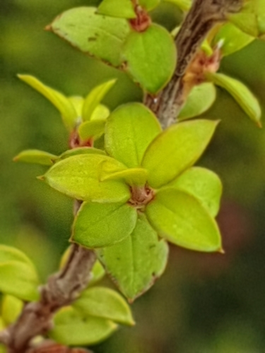 Leptospermum scoparium