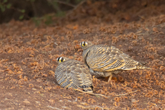 Lichtenstein's Sandgrouse photo 4