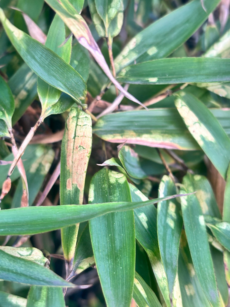 Stigmaeopsis nanjingensis