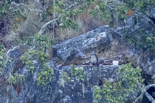 iNaturalist image