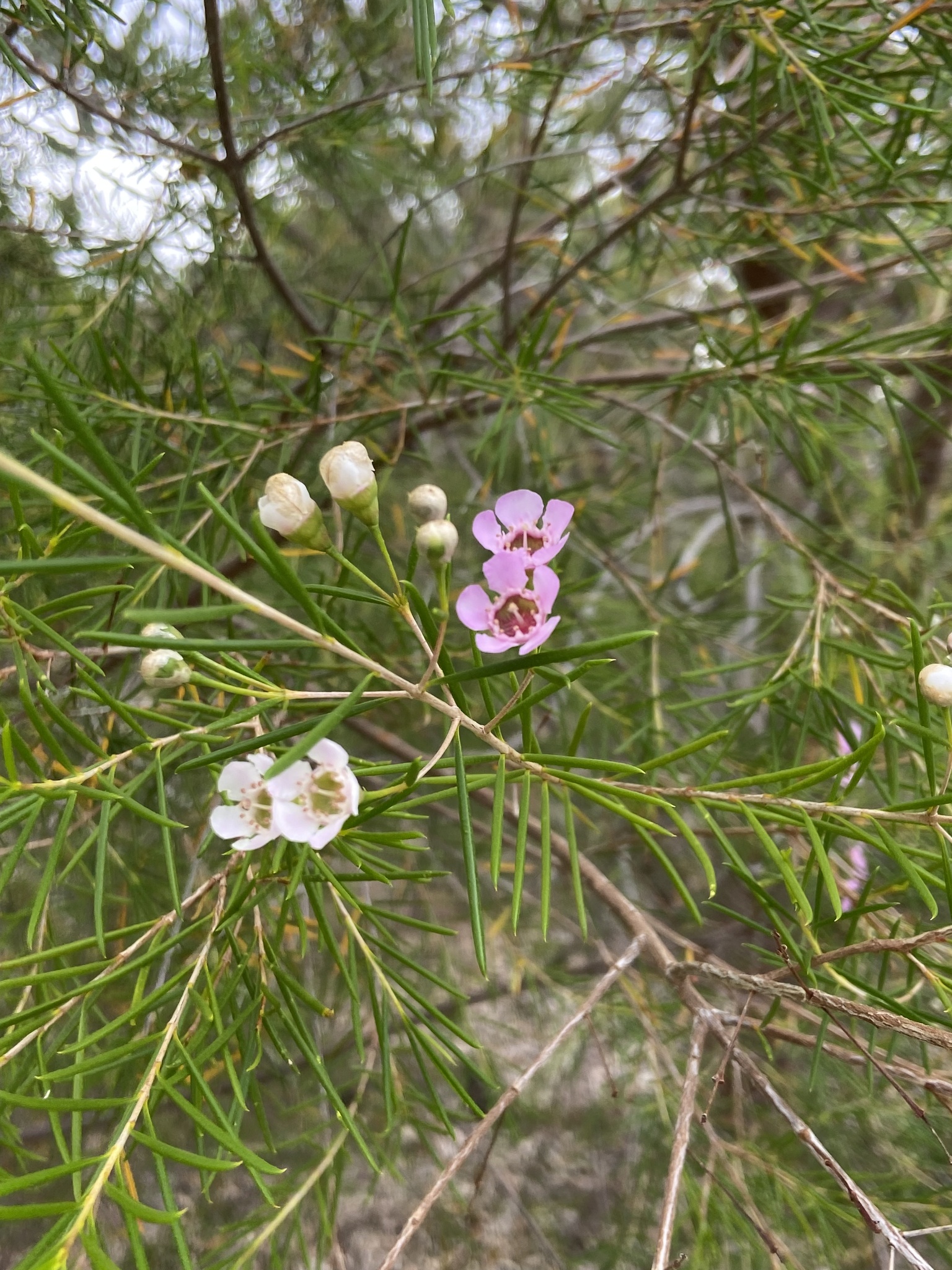 Geraldton waxflower