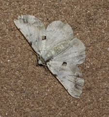 Aeolochroma melaleucae