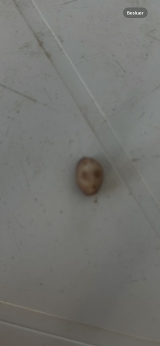 Pusula pediculus