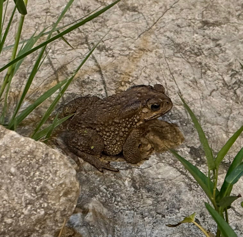 Asian Common Toad