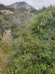 Rubus schmidelioides schmidelioides