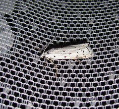 Myelois circumvoluta