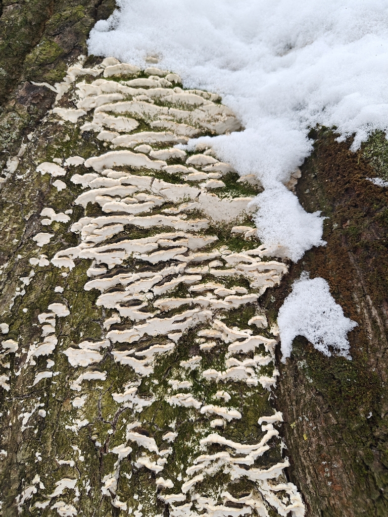 Rigidoporus populinus · January 2026 · photo: © johan8153 (iNaturalist, cc-by)
