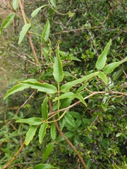 Rubus schmidelioides schmidelioides