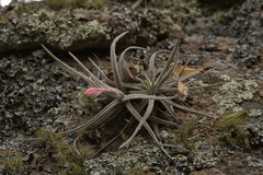 Ehrenberg's airplant (Tillandsia ehrenbergii)