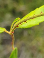 Rubus schmidelioides schmidelioides