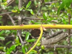 Rubus schmidelioides schmidelioides