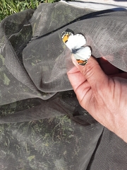 Anthocharis sara sara