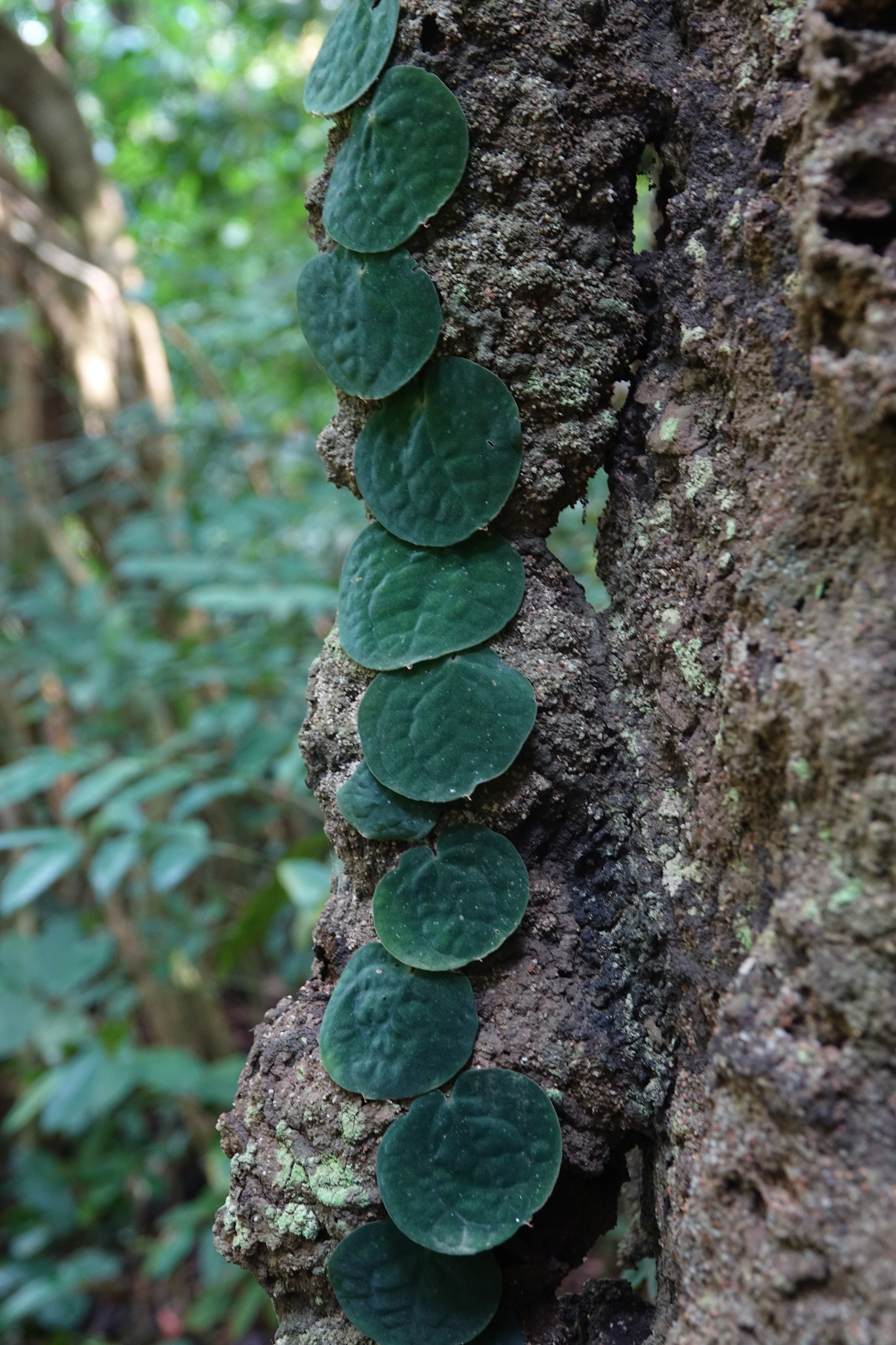 Photos of Culcasia rotundifolia · iNaturalist