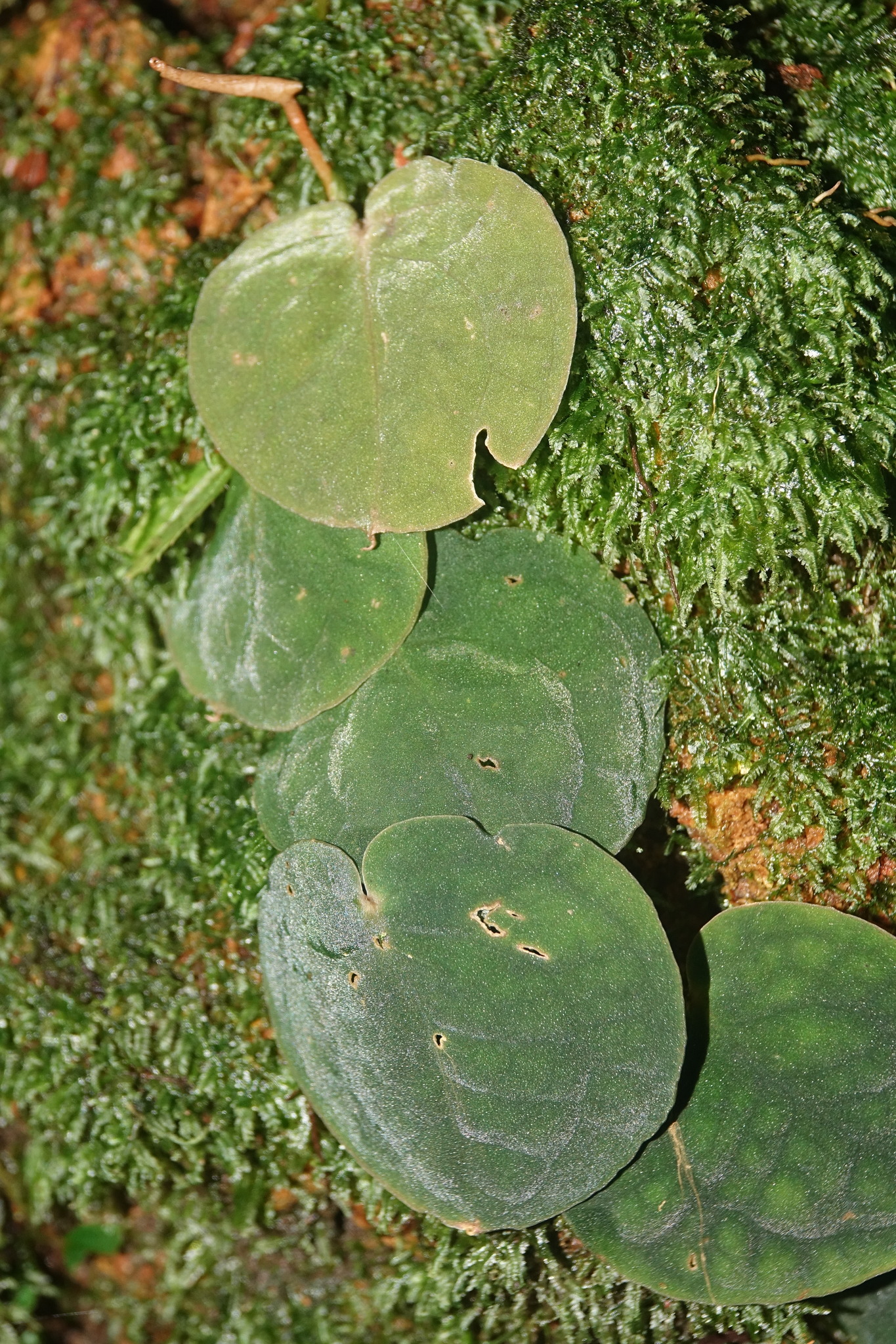 Culcasia rotundifolia 【LA0022-05z】　熱帯植物 Photos of Culcasia rotundifolia · iNaturalist