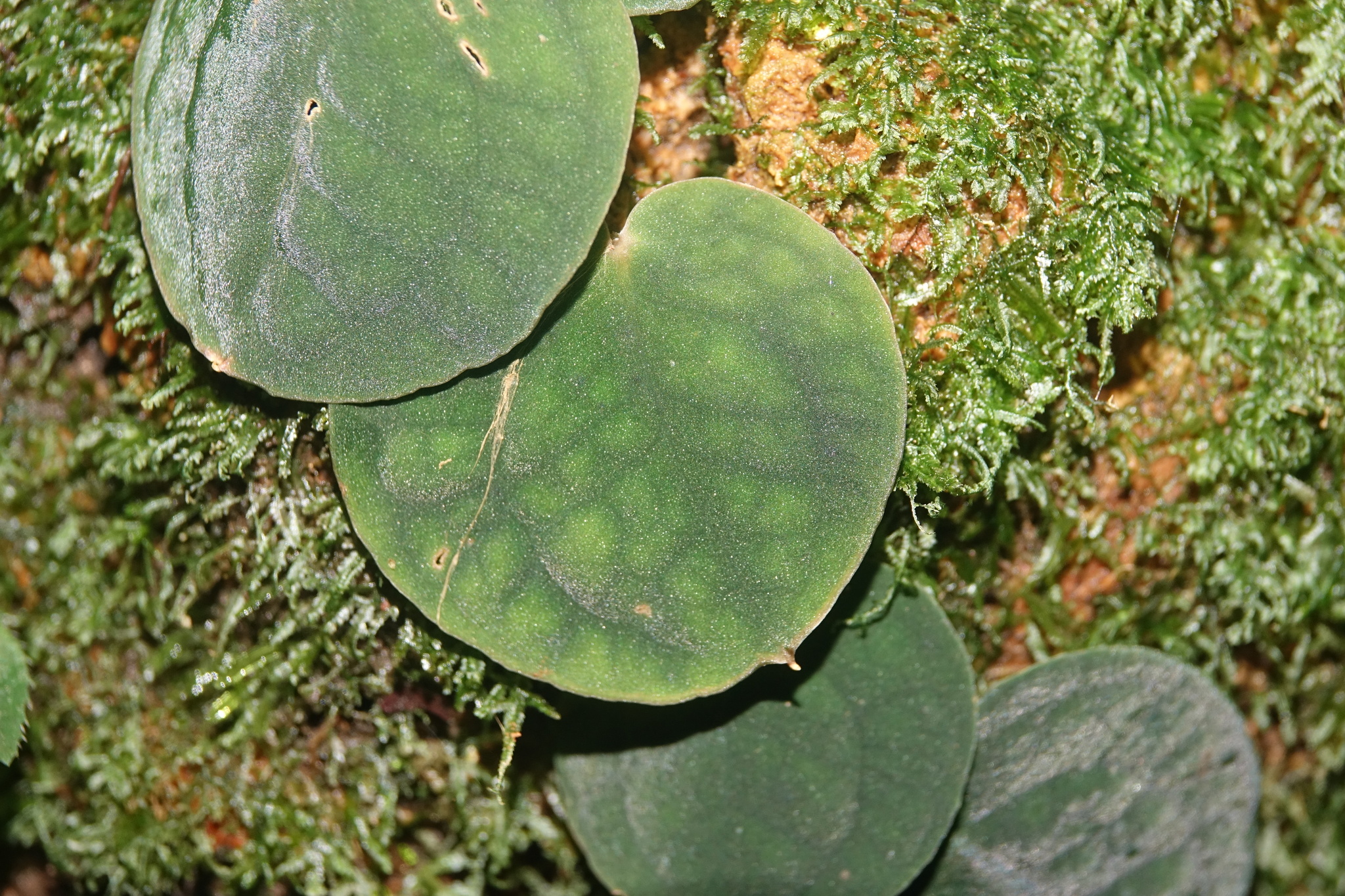 Culcasia rotundifolia