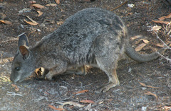 Notamacropus eugenii