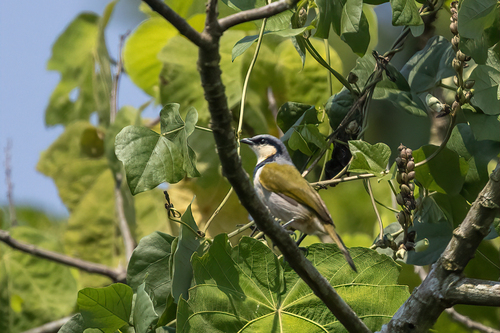 iNaturalist image
