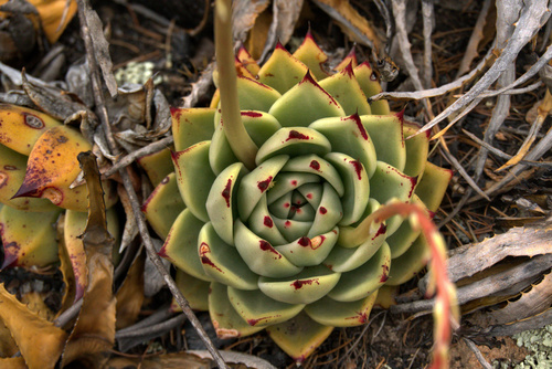 Echeveria agavoides