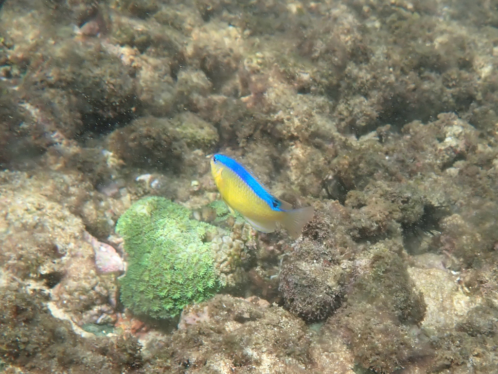 Blueribbon Damsel