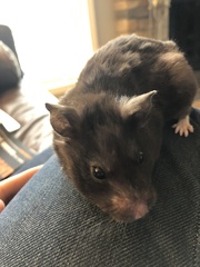 Mesocricetus auratus