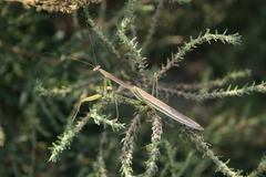 Tenodera angustipennis