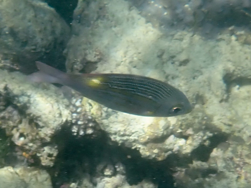 Glowfish (Gnathodentex aureolineatus) — Lethrinidae — 2