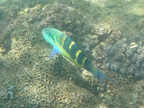 Jansen's wrasse (Thalassoma jansenii) — Labridae — 3