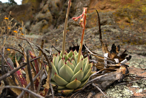 Echeveria agavoides