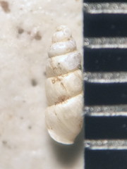 Carychium exile
