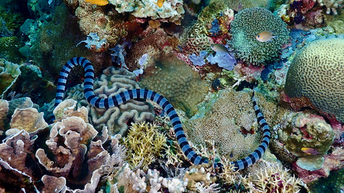 Yellow-lipped Sea Krait