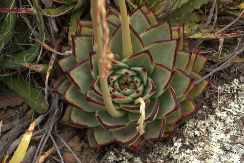 Echeveria agavoides