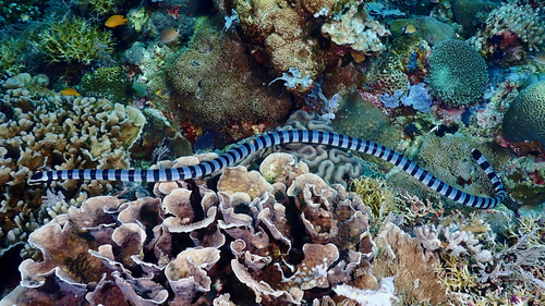 Yellow-lipped Sea Krait