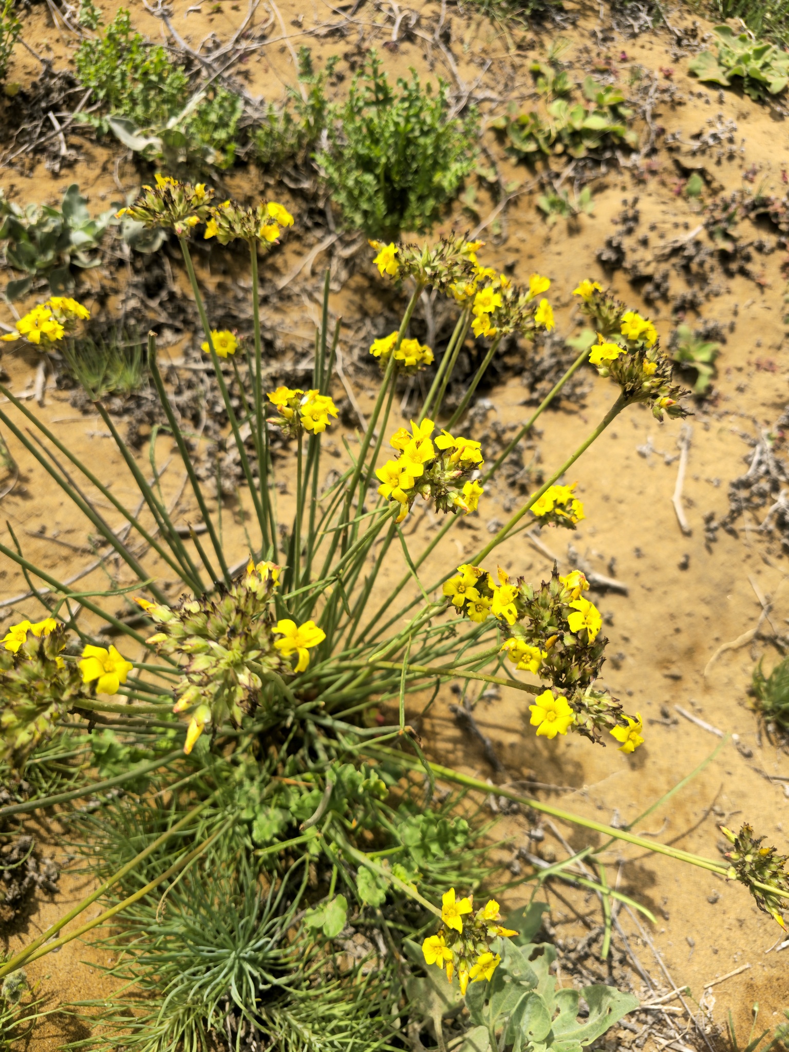 Oxalis tortuosa Lindl. 4