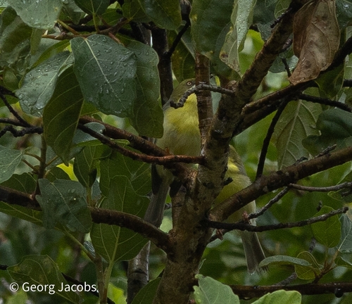 iNaturalist image