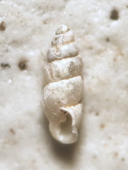 Carychium exile