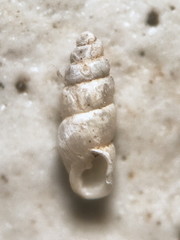 Carychium exile