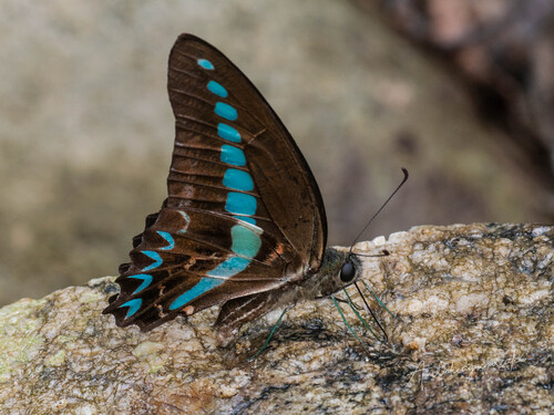 Graphium milon