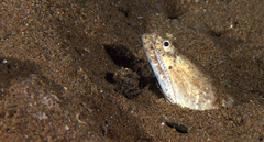 Brachysomophis crocodilinus