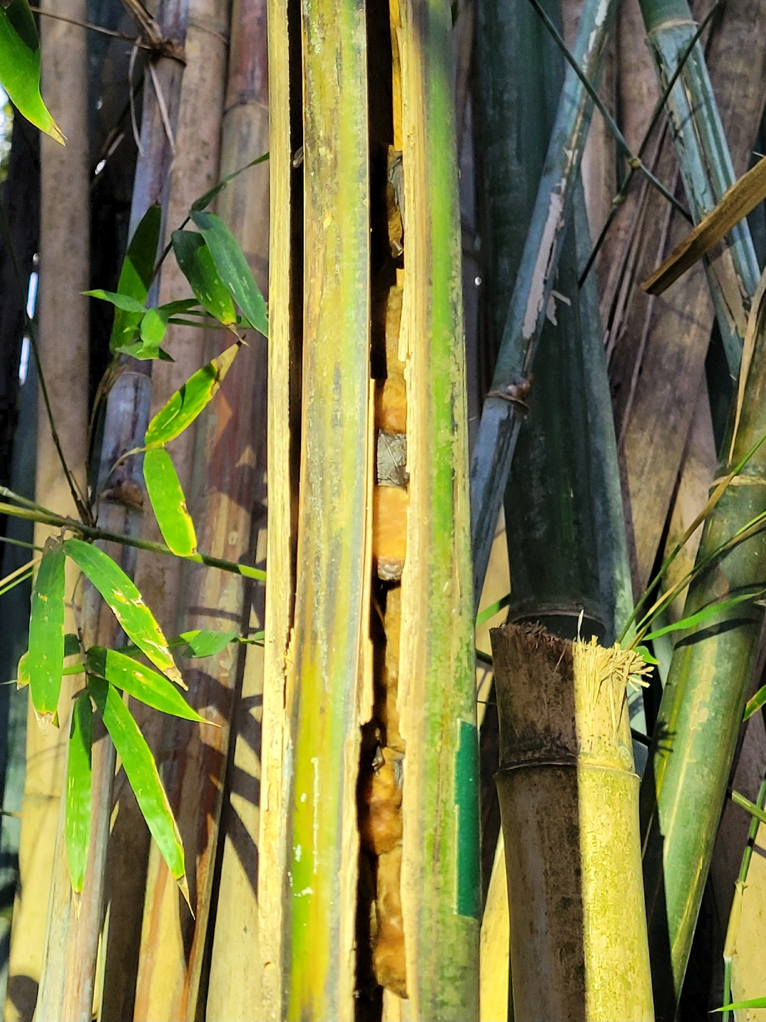 Amber Bamboo Bat photo 3