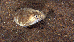 Brachysomophis crocodilinus