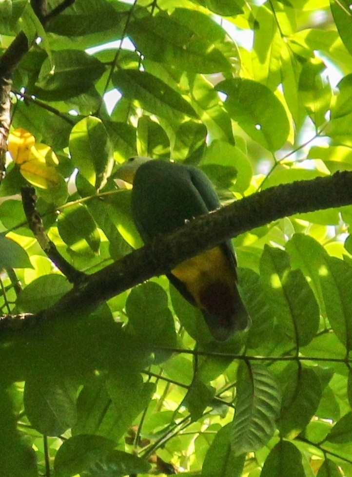 Black-naped Fruit Dove (Ptilinopus melanospilus)