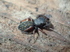 Metacyrba taeniola similis